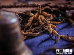 青海玉树和西藏那曲冬虫夏草销售价格